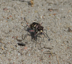 Cicindela hybrida