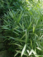 Pleioblastus fortunei