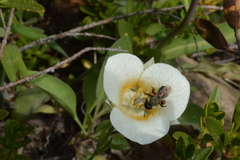 Calochortus subalpinus