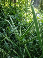 Pleioblastus fortunei