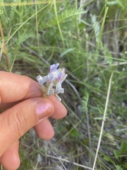 Oxytropis borealis