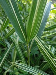 Pleioblastus fortunei