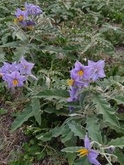 Solanum elaeagnifolium