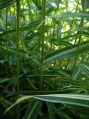 Pleioblastus fortunei