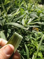 Pleioblastus fortunei