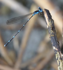 Risiocnemis serrata