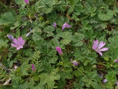 Malva sylvestris