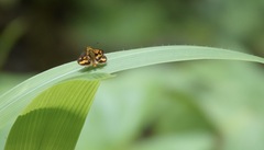 Taractrocera luzonensis
