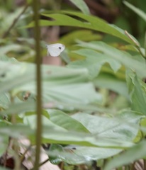 Leptosia nina