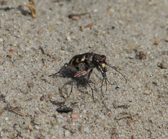 Cicindela hybrida