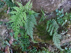 Athyrium minimum