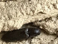 Orthostethus infuscatus