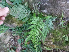 Athyrium minimum
