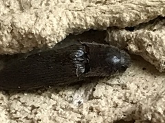 Orthostethus infuscatus