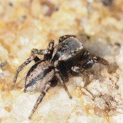 Habronattus altanus