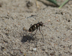 Cicindela hybrida