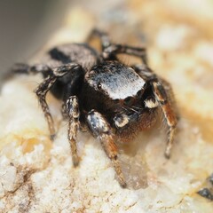 Habronattus altanus