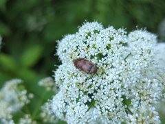 Araeopidius monachus