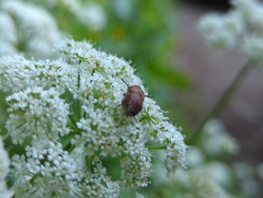 Araeopidius monachus