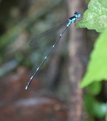 Risiocnemis serrata