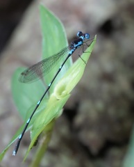 Risiocnemis serrata