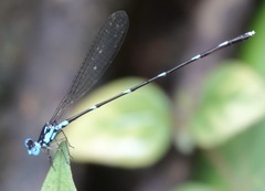 Risiocnemis serrata
