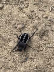 Alphasida