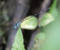 Risiocnemis serrata