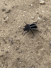 Alphasida