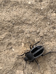 Alphasida
