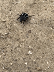 Alphasida
