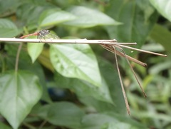 Onychothemis abnormis