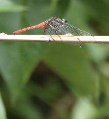 Onychothemis abnormis