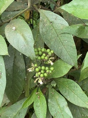 Cordia nodosa