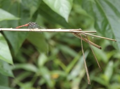 Onychothemis abnormis