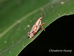 Sphenocorynes kosempoensis