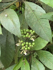 Cordia nodosa