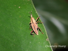 Sphenocorynes kosempoensis