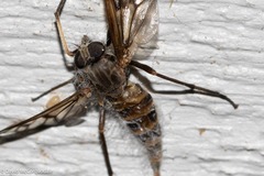 Furia ithacensis