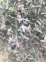 Crassula ammophila