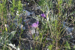 Psephellus marschallianus