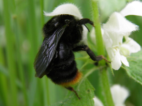 Juodoji gegutkamanė