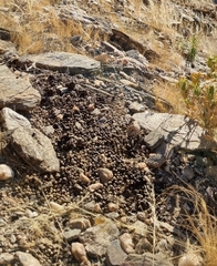 Oreotragus oreotragus