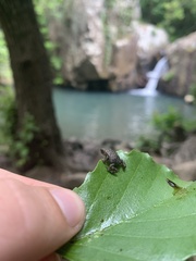 Bufo spinosus