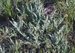 Psephellus marschallianus