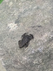 Bufo spinosus