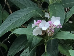 Hydrangea longifolia