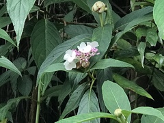 Hydrangea longifolia