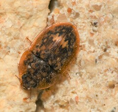 Lobiopa insularis