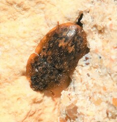 Lobiopa insularis